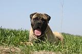 BULLMASTIFF 373